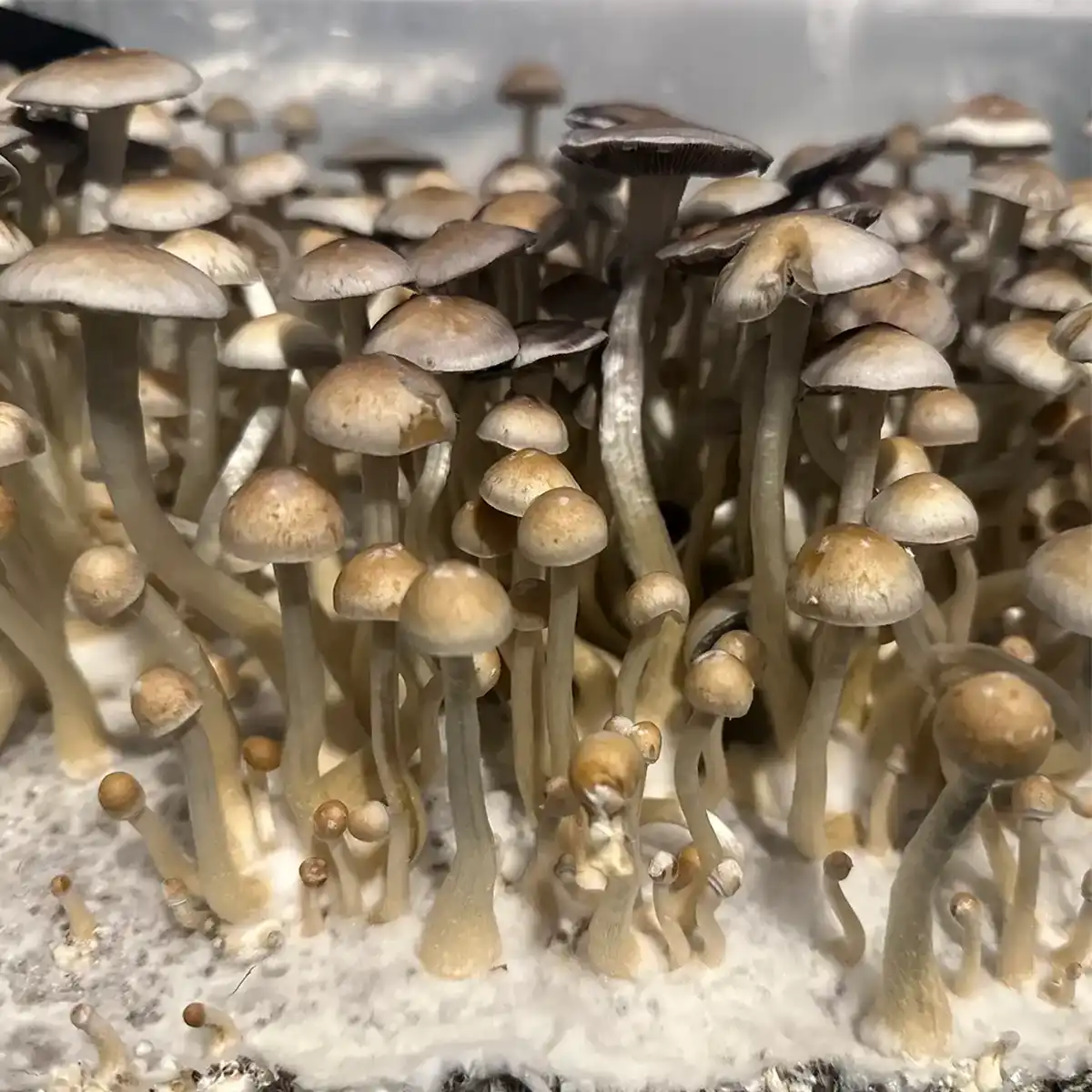 A close up view of some Natal Super Strain mushrooms