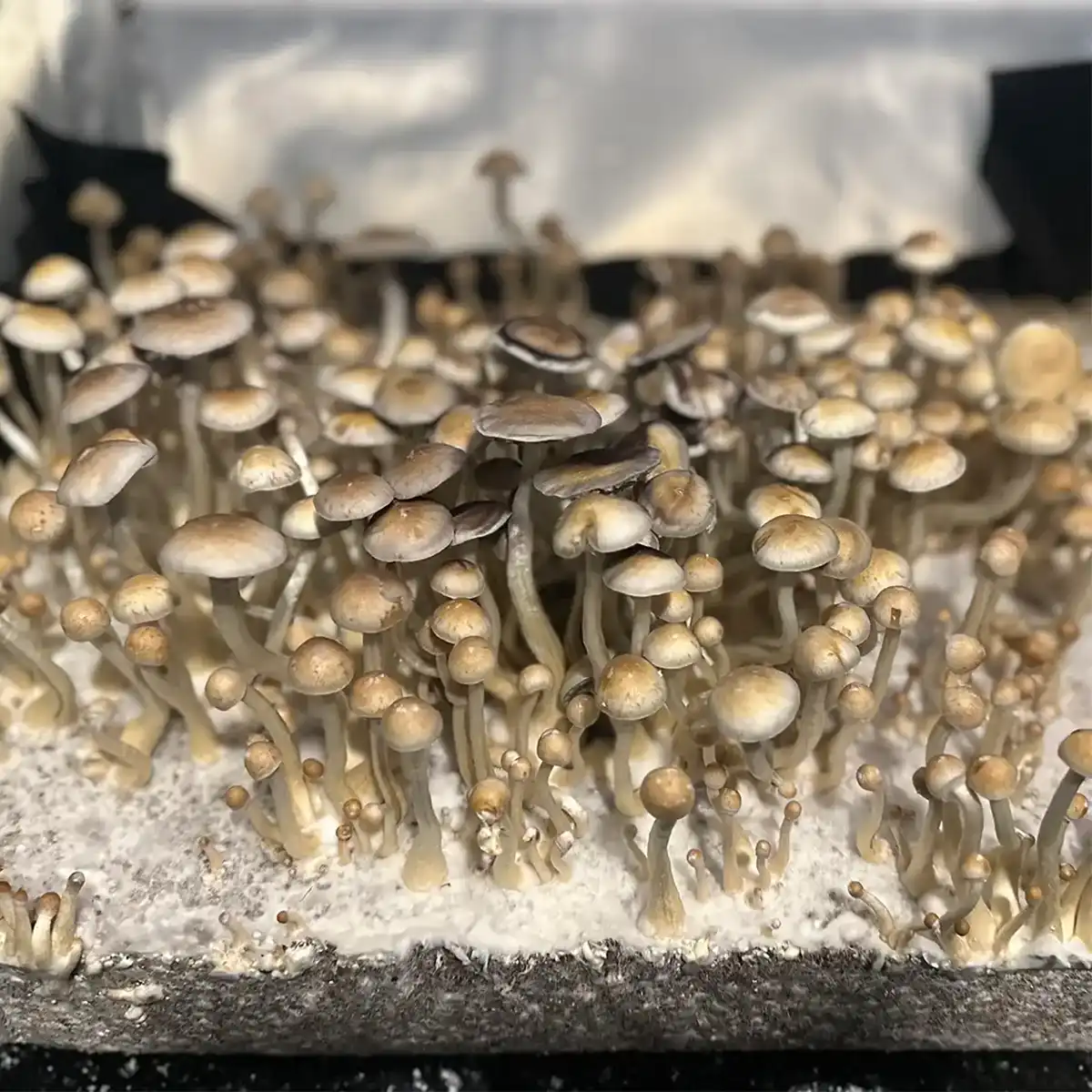 A thriving flush of Natal Super Strain mushrooms.