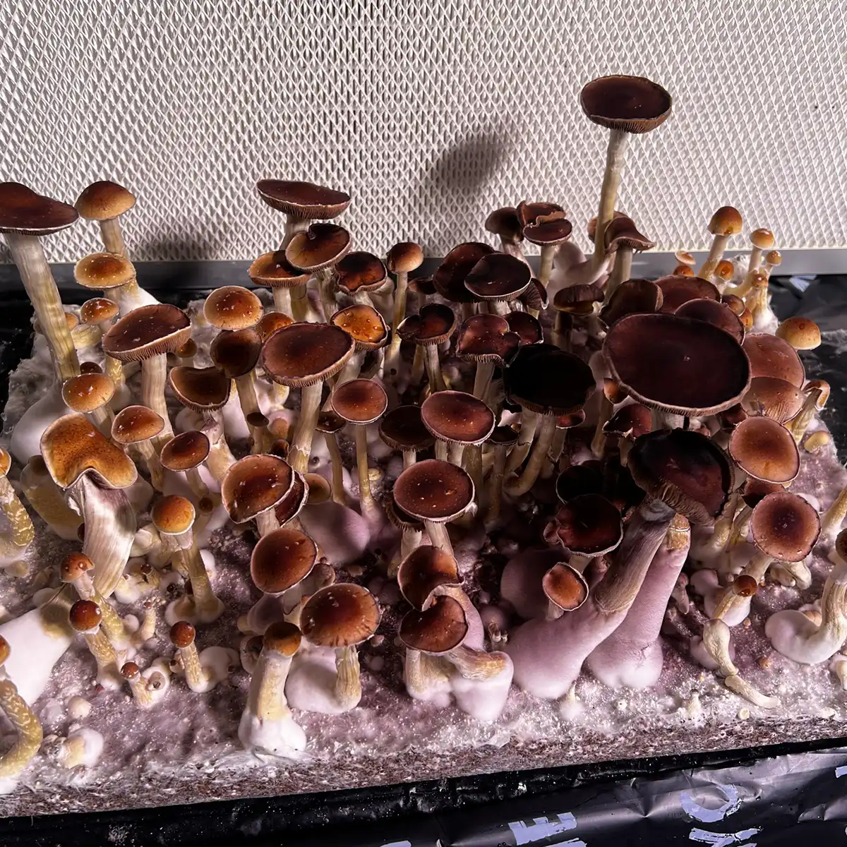 A large flush of Oklahoma spore print mushrooms.