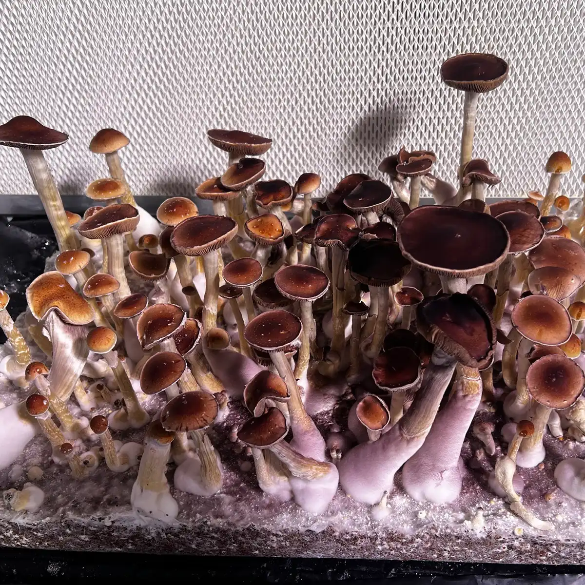 A thriving flush of Oklahoma spore print m