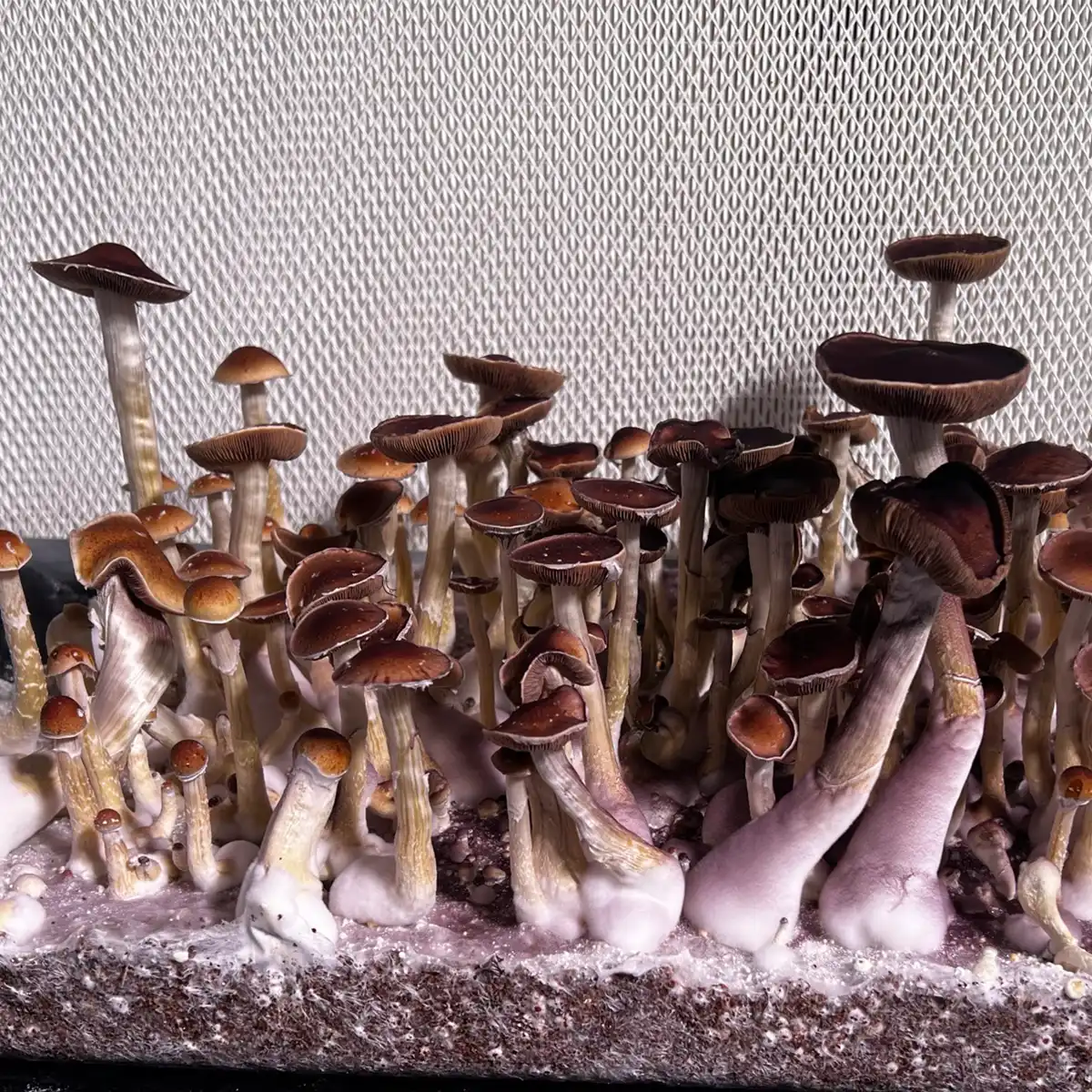 A close up view of Oklahoma spore print m