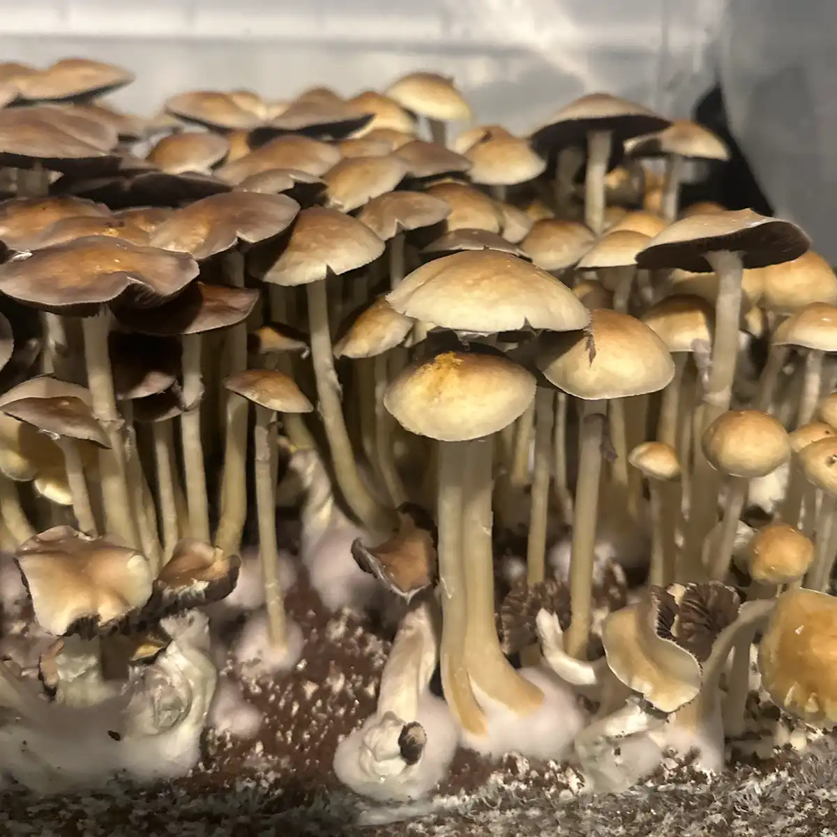 A close up view of Tex PE6 isolated spore syringe mushrooms.