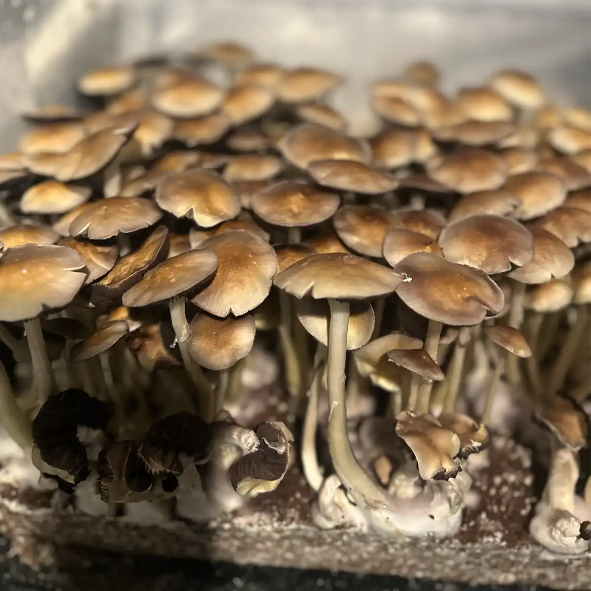A large flush of Tex PE6 isolated spore syringe mushrooms.