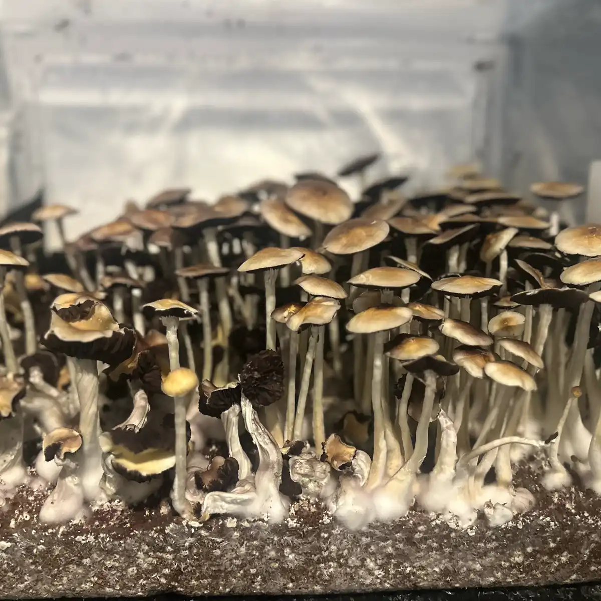 A thriving tub of Tex PE6 isolated spore syringe mushrooms.