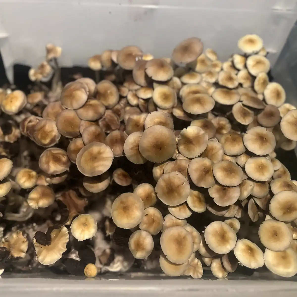 An aerial view of Tex PE6 isolated spore syringe mushrooms.