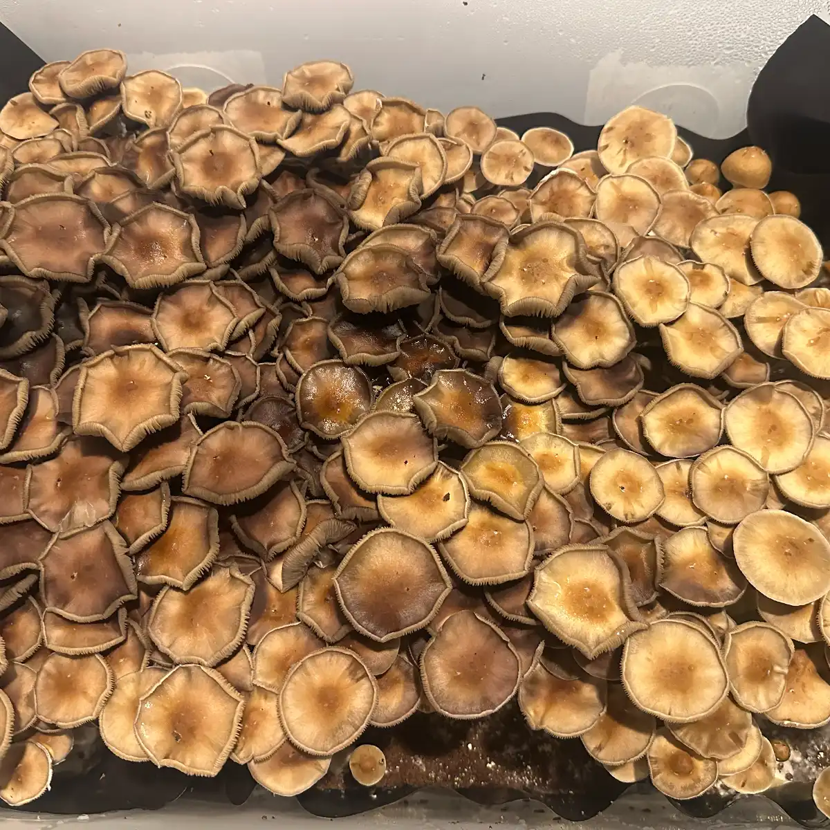 An aerial view of Trinity Cubensis Spore Print mushrooms.