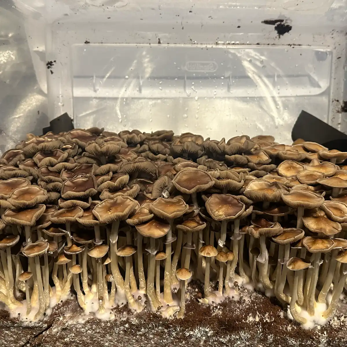 A thriving flush of Trinity Cubensis Spore Print mushrooms.