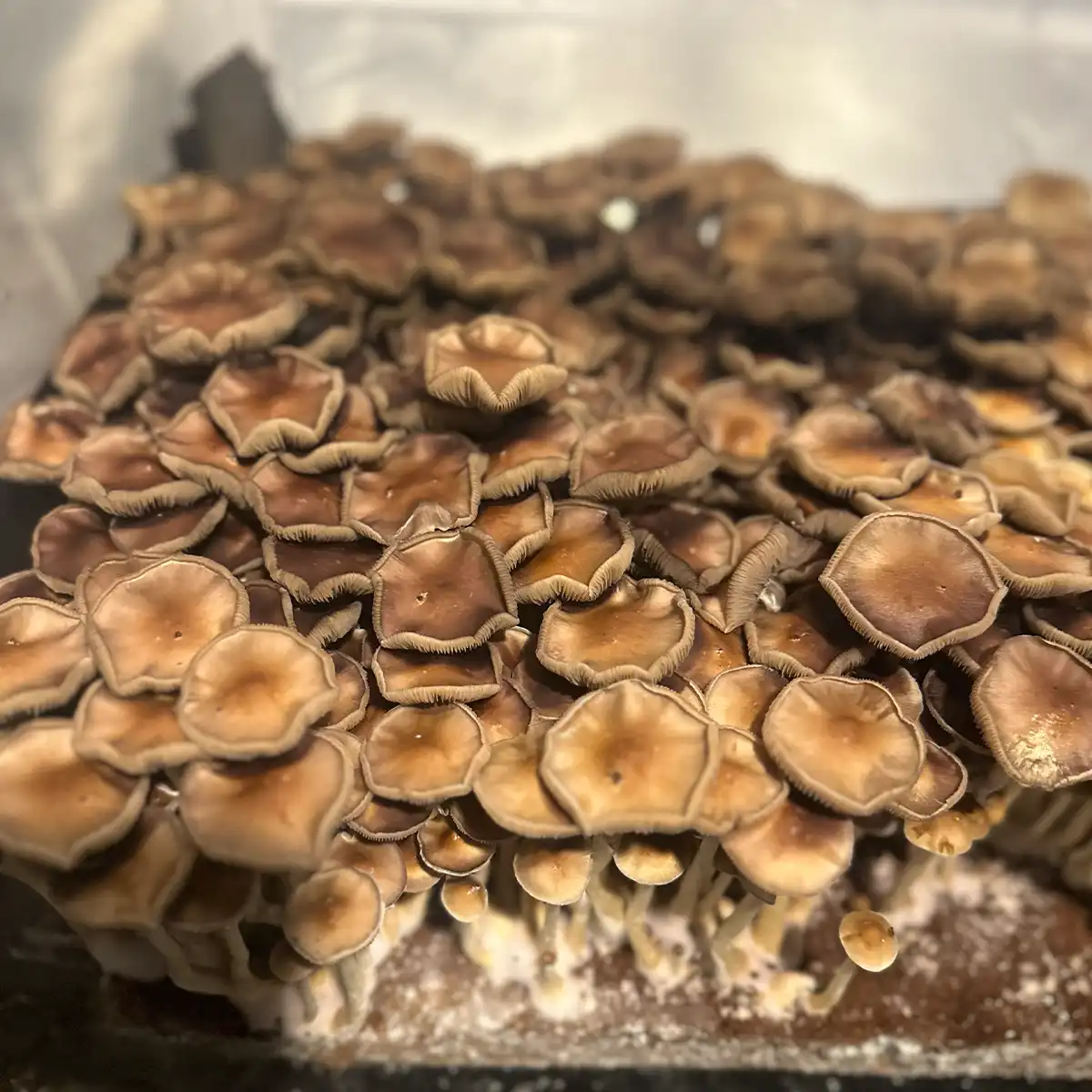 A close-up, aerial view of Trinity Cubensis Spore Print mushrooms.