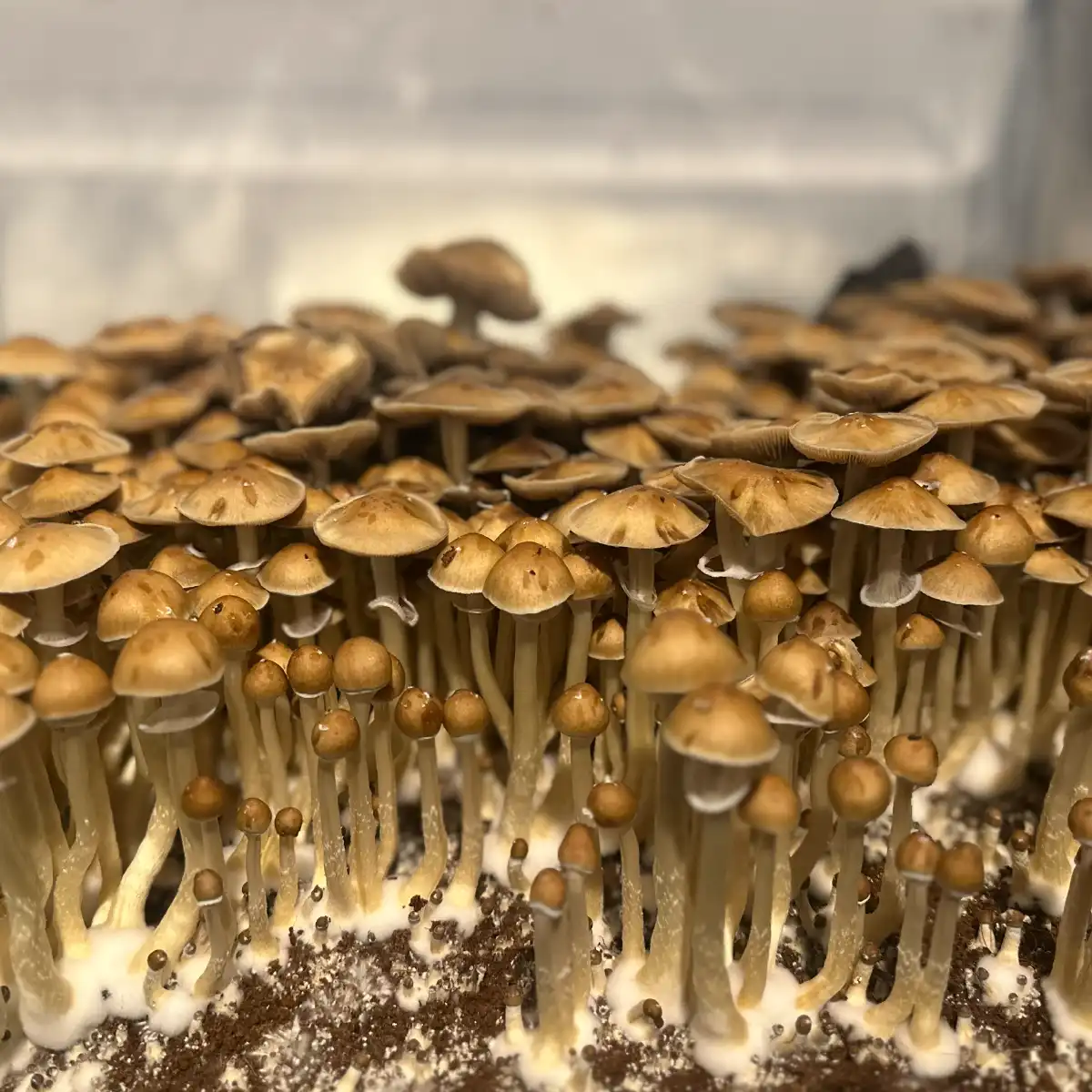 A close-up view of Trinity Cubensis Spore Print mushrooms.