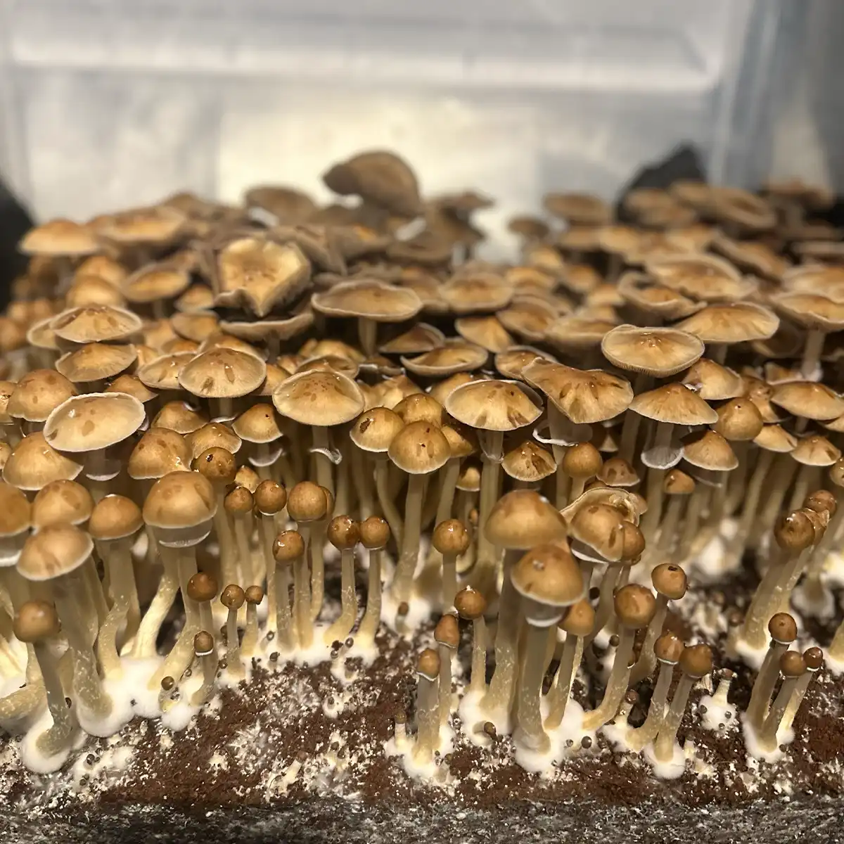 A large flush of Trinity Cubensis Spore Print mushrooms.