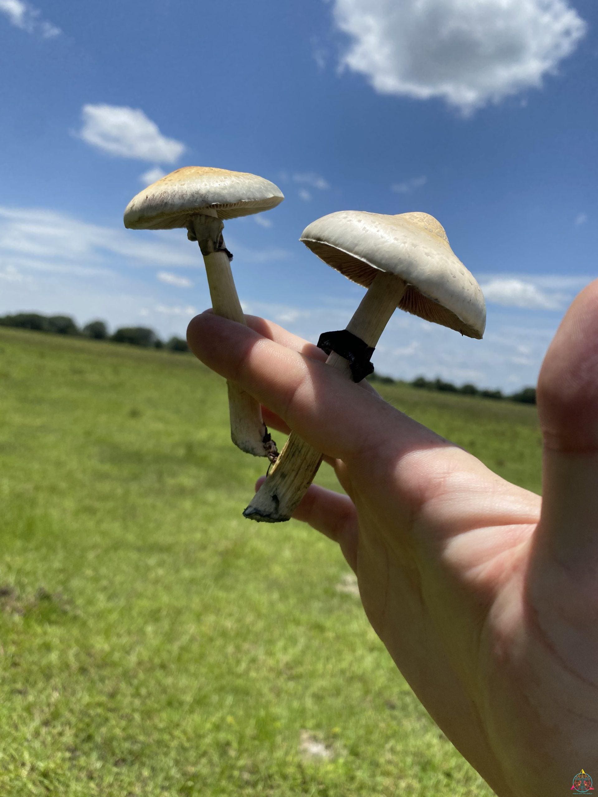 Tosohatchee Cubensis Spore Syringe - Image 10