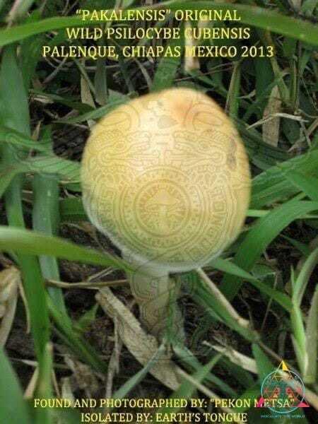 Pakalensis Cubensis Spore Print - Image 2