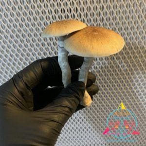 PES HAWAIIAN Spore Print