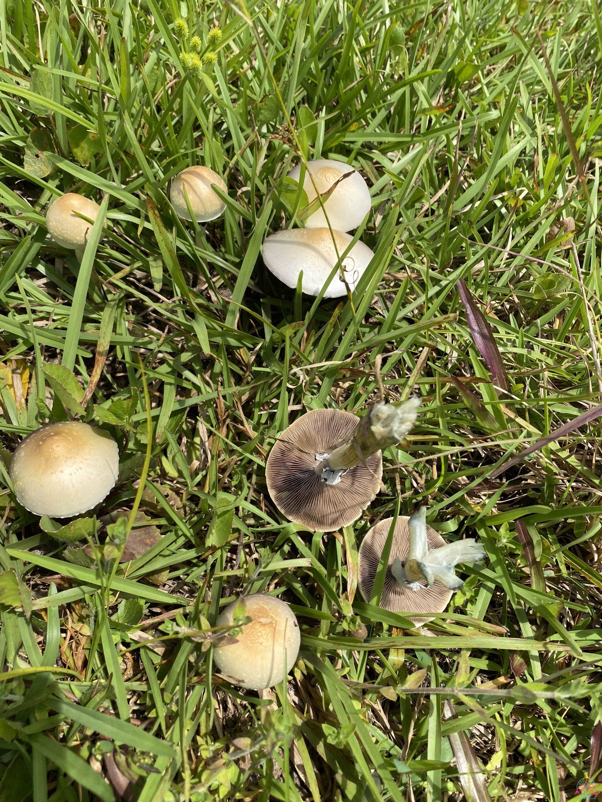 Tosohatchee Cubensis Spore Syringe - Image 9