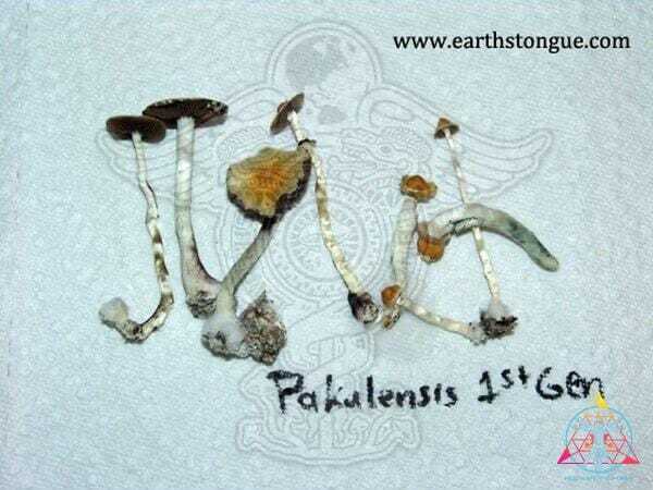 Pakalensis Cubensis Spore Print - Image 5