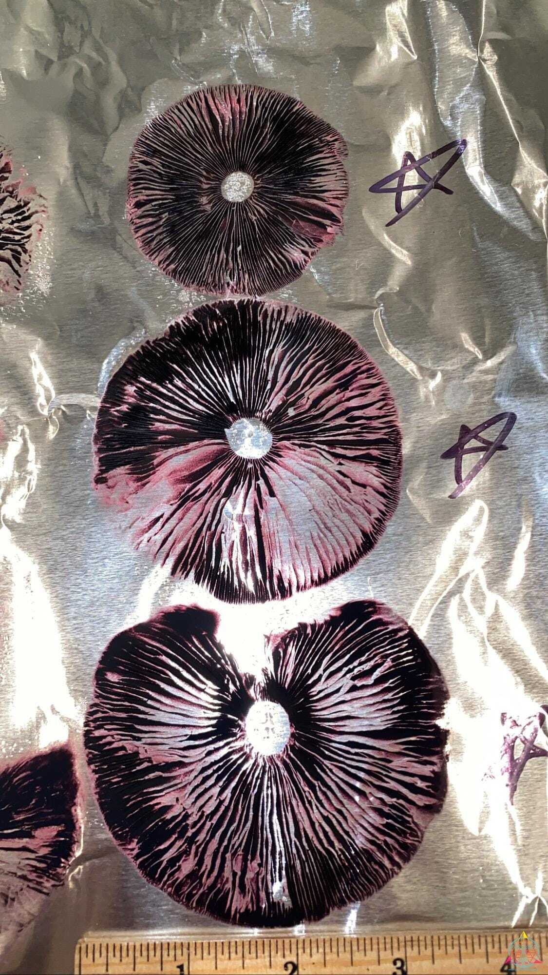 Tosohatchee Cubensis Spore Syringe - Image 11