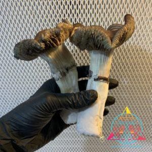 Thai Elephant Dung Spore Syringe