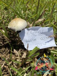 Wild Psilocybe cubensis in Florida