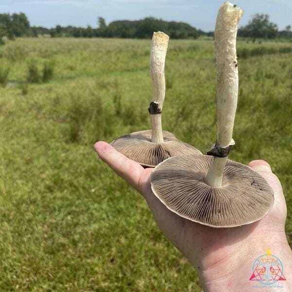 Psilocybe Cubensis Overview