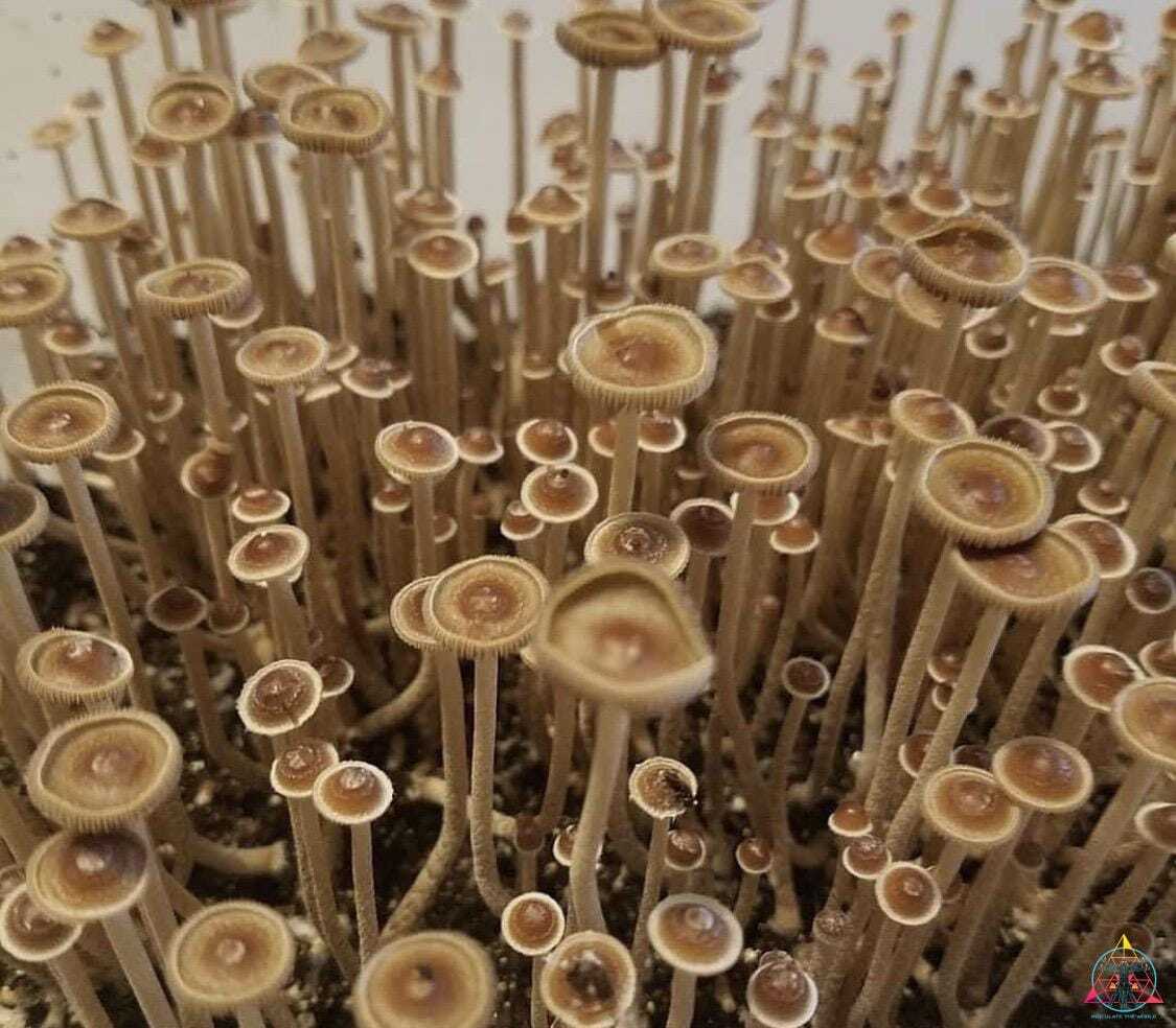 Psilocybe Tampanensis "Truffle Producer" Spore Print