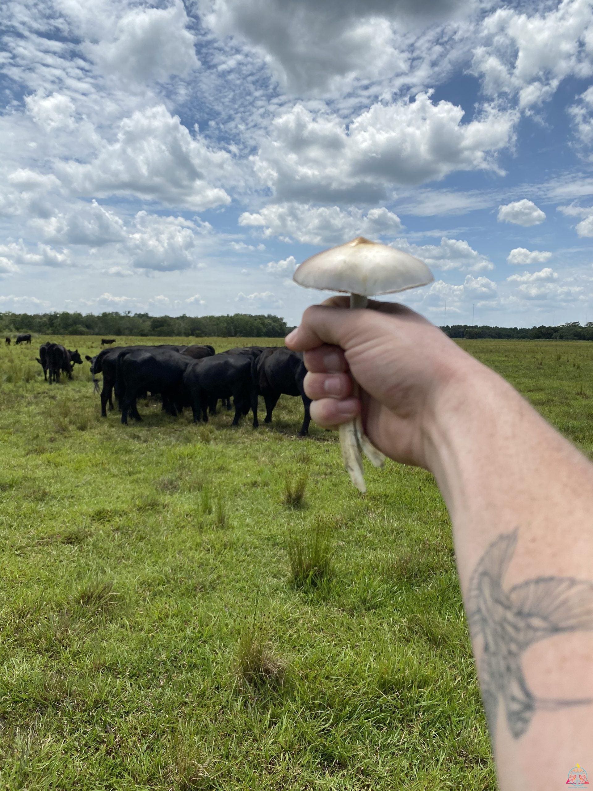Tosohatchee Cubensis Spore Syringe - Image 12