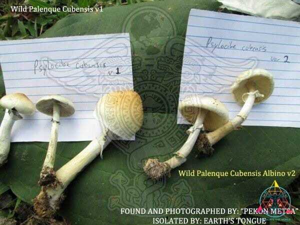 Pakalensis Cubensis Spore Print - Image 4