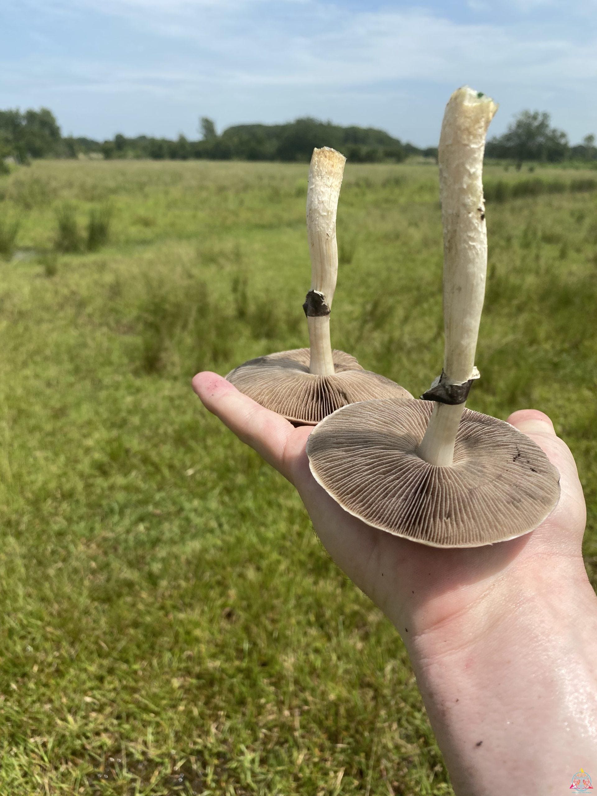Tosohatchee Cubensis Spore Syringe - Image 3