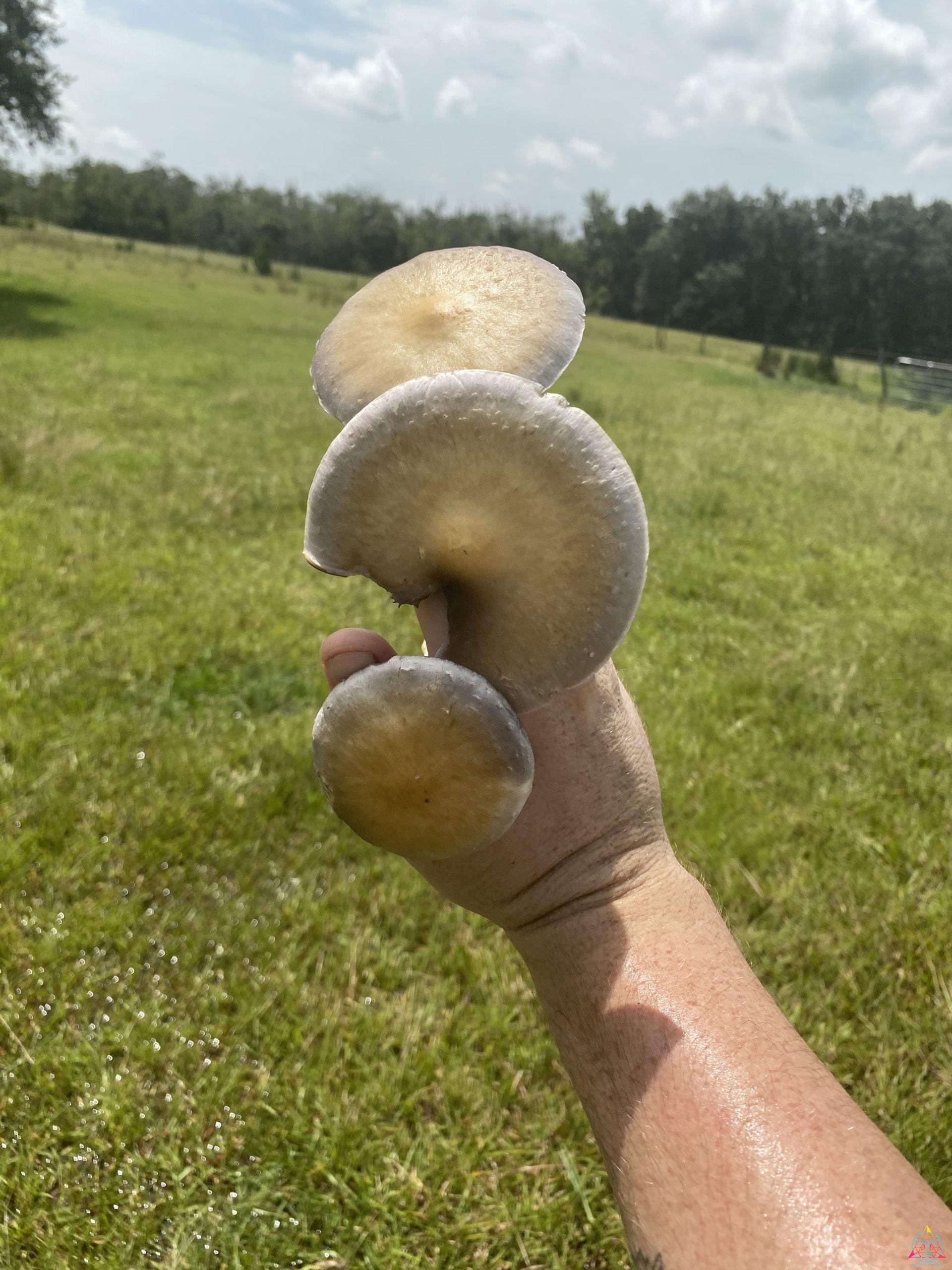 Tosohatchee Cubensis Spore Syringe - Image 4