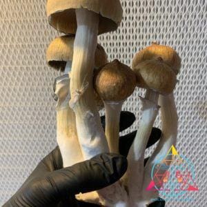 Blue Meanie Spore Print