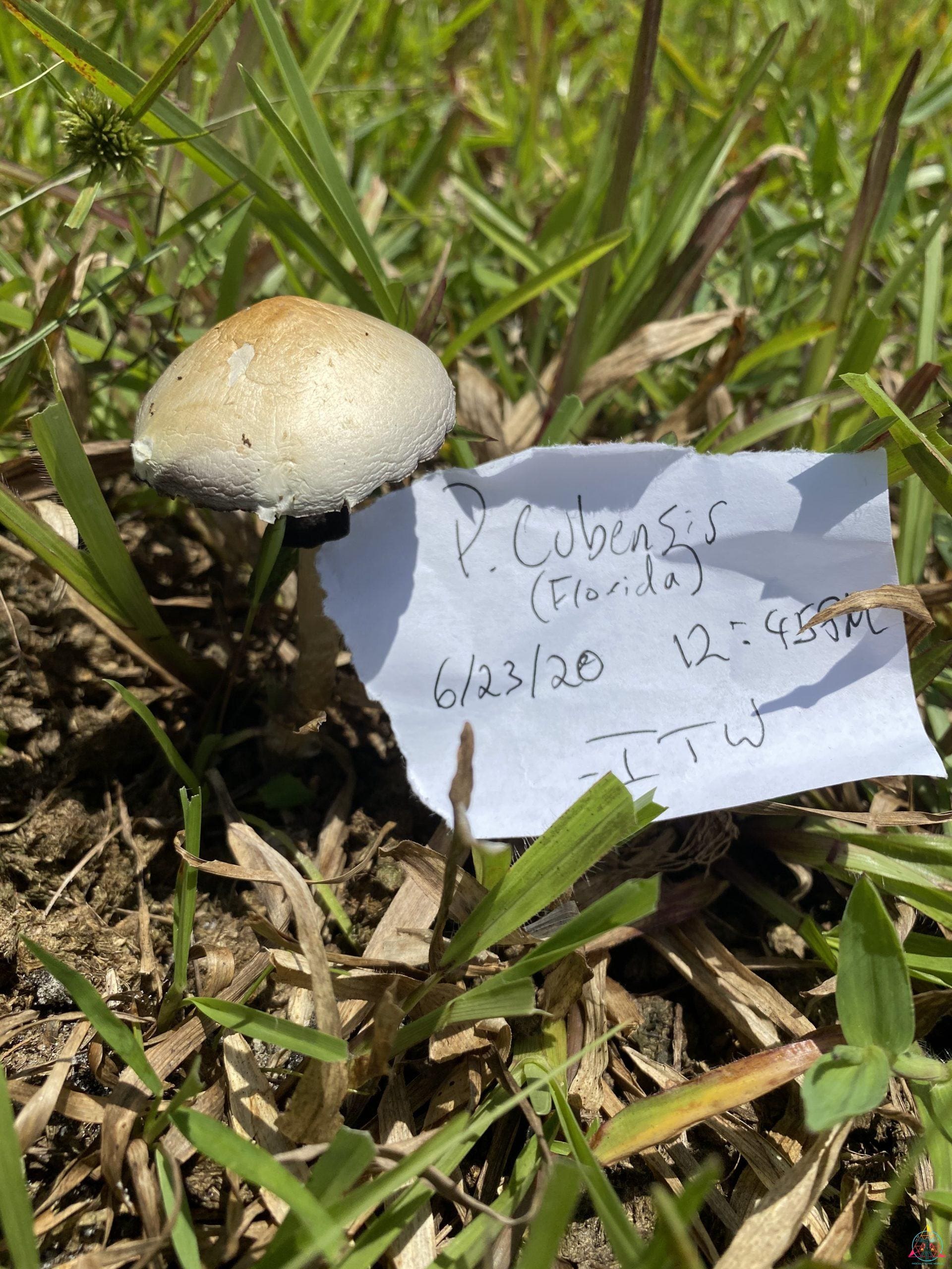 Tosohatchee Cubensis Spore Syringe - Image 7