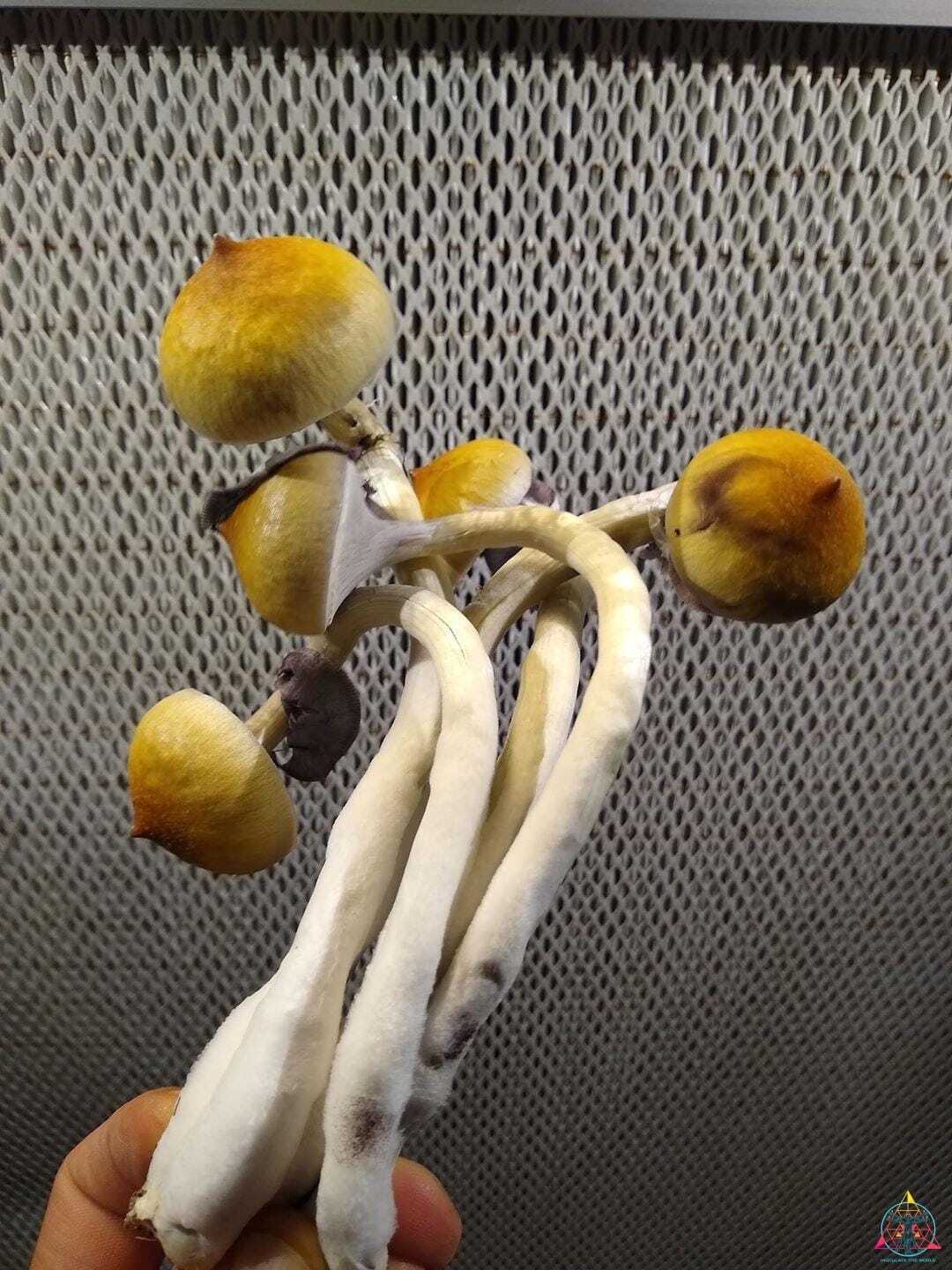 Texas Yellow Cap Spore Print