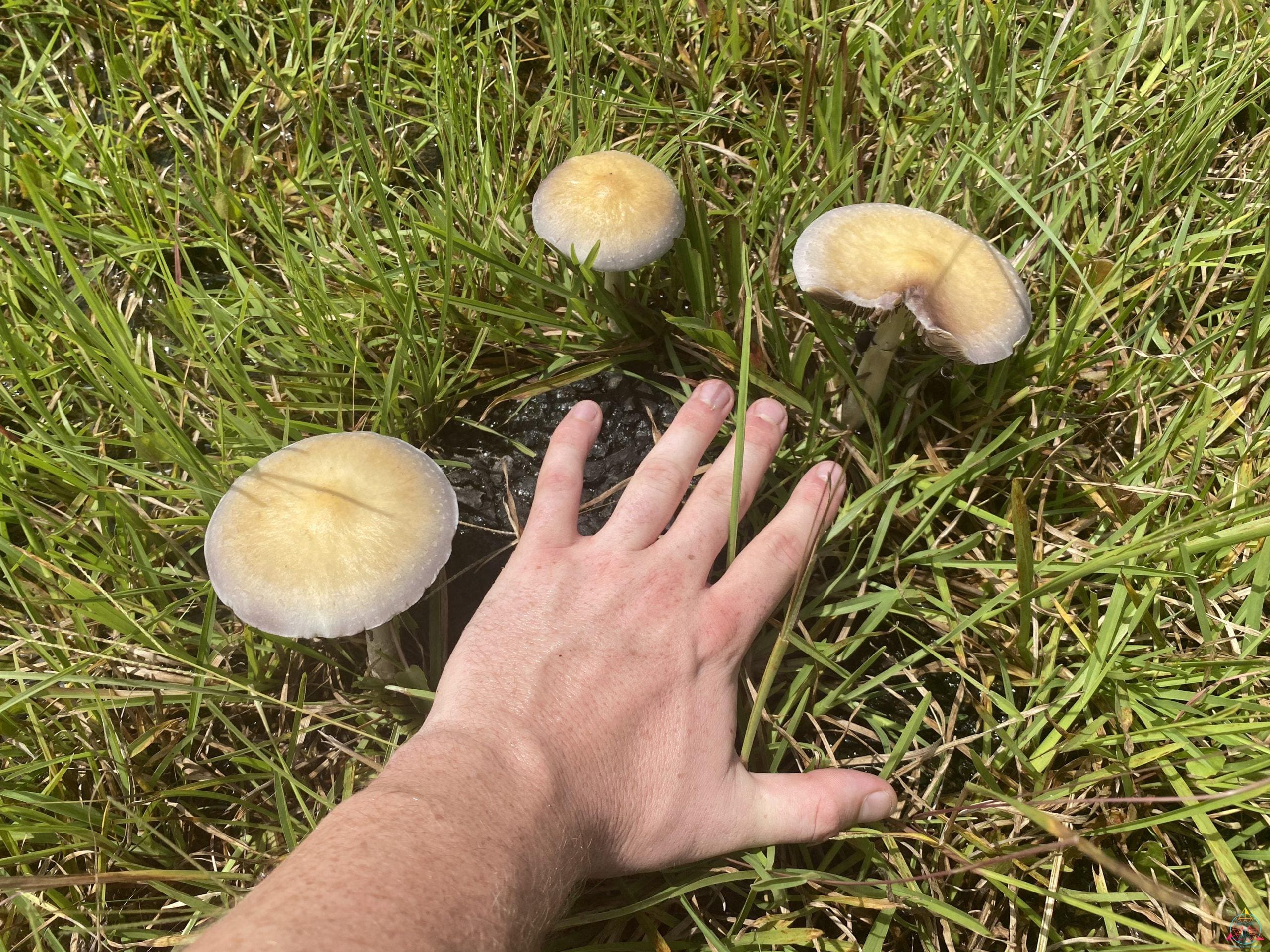 Tosohatchee Cubensis Spore Syringe - Image 5