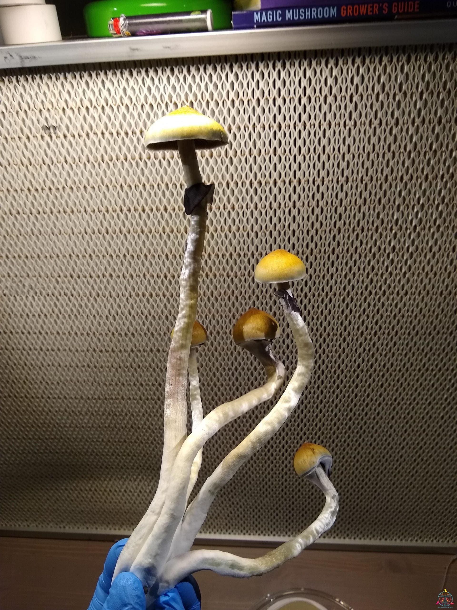 Texas Yellow Cap Spore Print - Image 2
