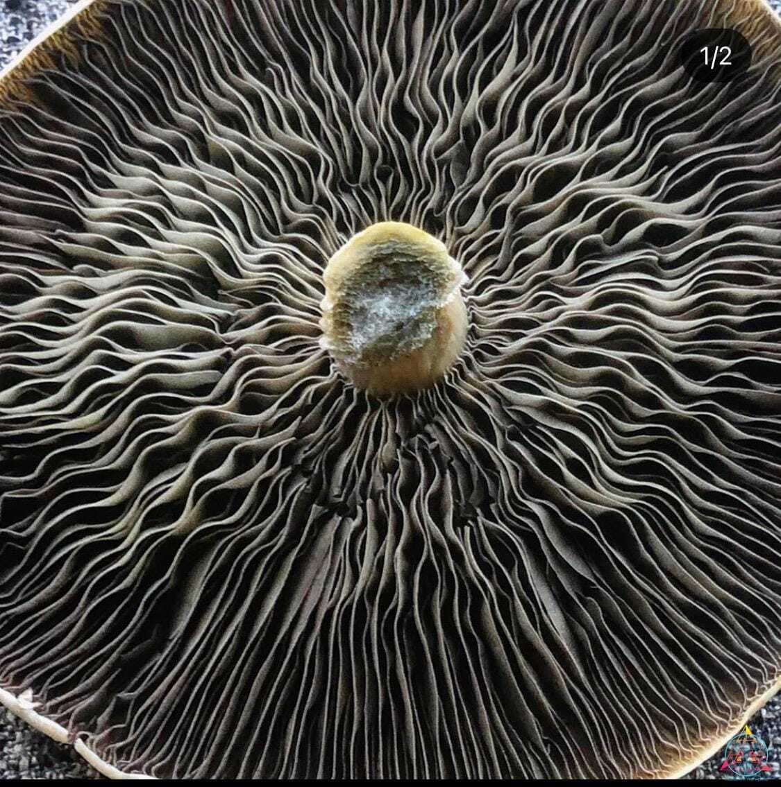 Tosohatchee Cubensis Spore Syringe - Image 8