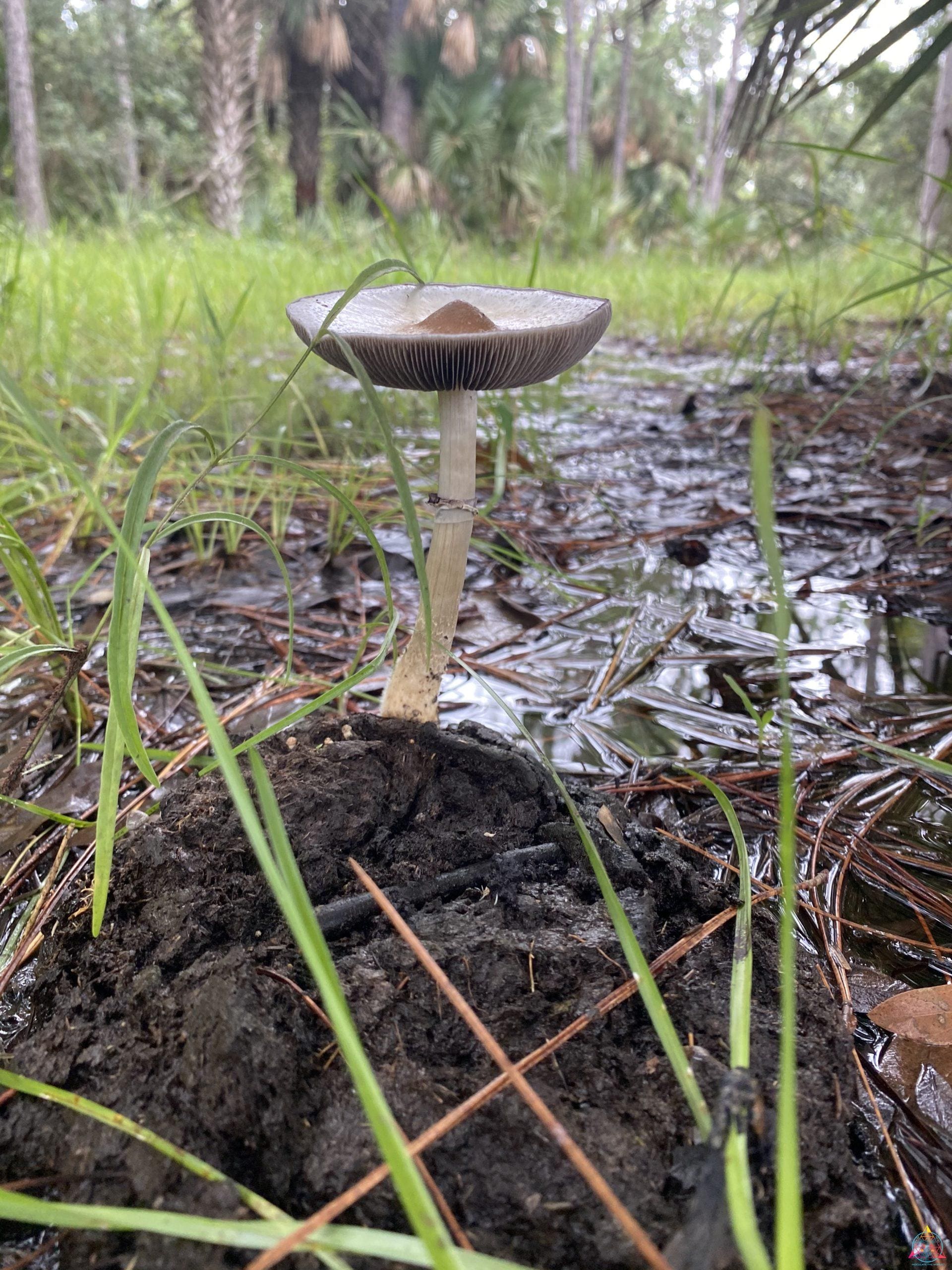 Tosohatchee Cubensis Spore Syringe - Image 6
