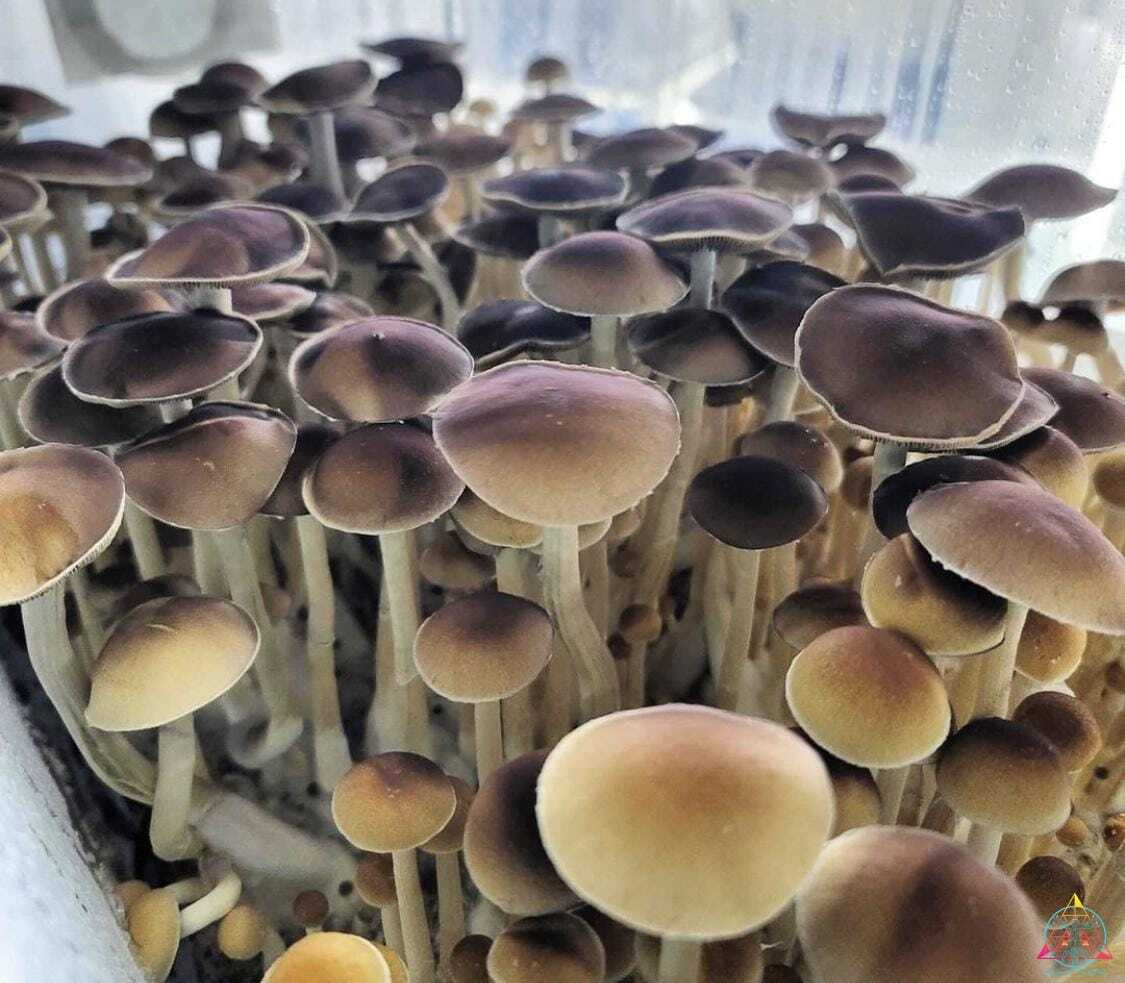 Tosohatchee Cubensis Spore Syringe
