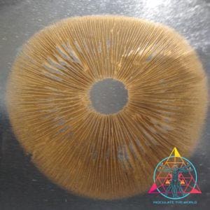Golden Halo Spore Syringe