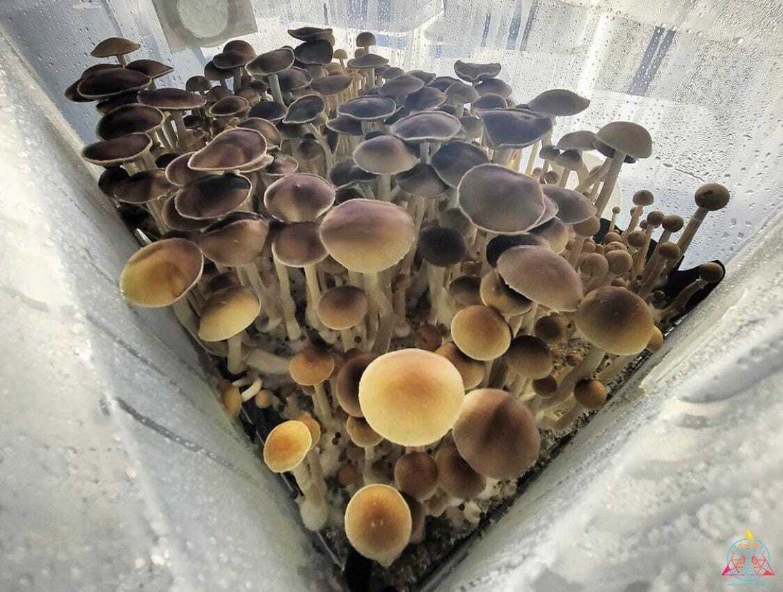 Tosohatchee Cubensis Spore Syringe - Image 2