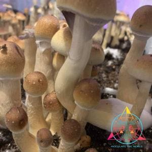 F1 Alabama Cubensis Spore Print