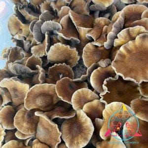 Mexican "Sombrero" Cubensis Spore Swab