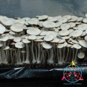 Leucistic JMF Spore Swab