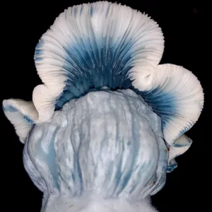 Closeup photo of jack frost mushroom strain spore swab mushrooms