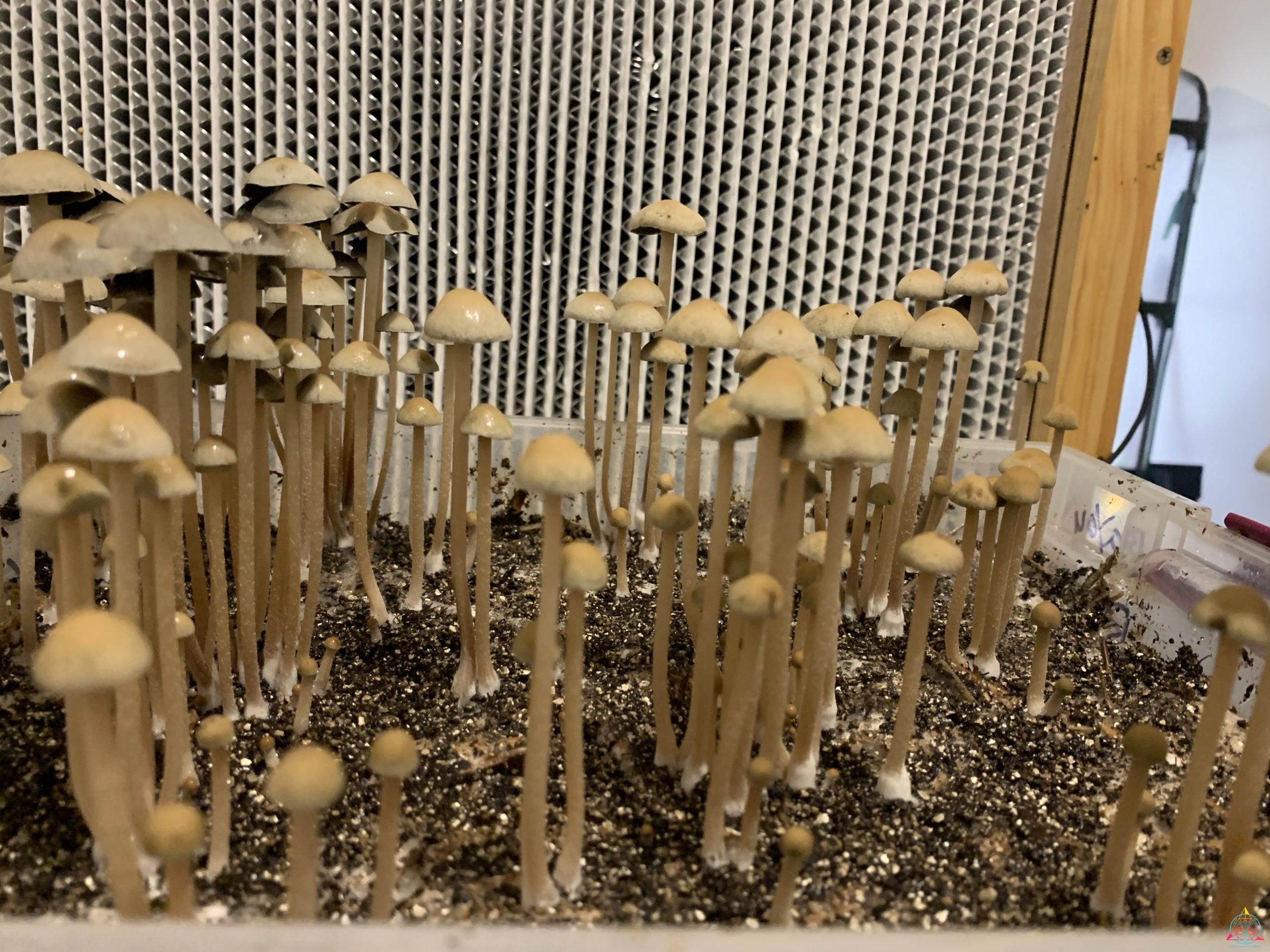 Panaeolus Cyanescens Bayou Spore Print - Image 2