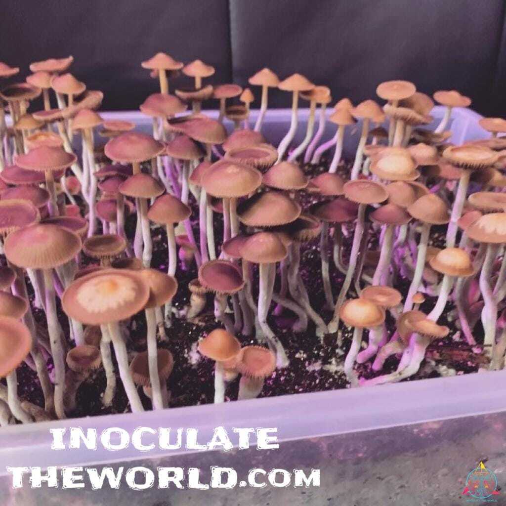 Psilocybe hoogshagenii var. convexa Spore Syringe - Image 3