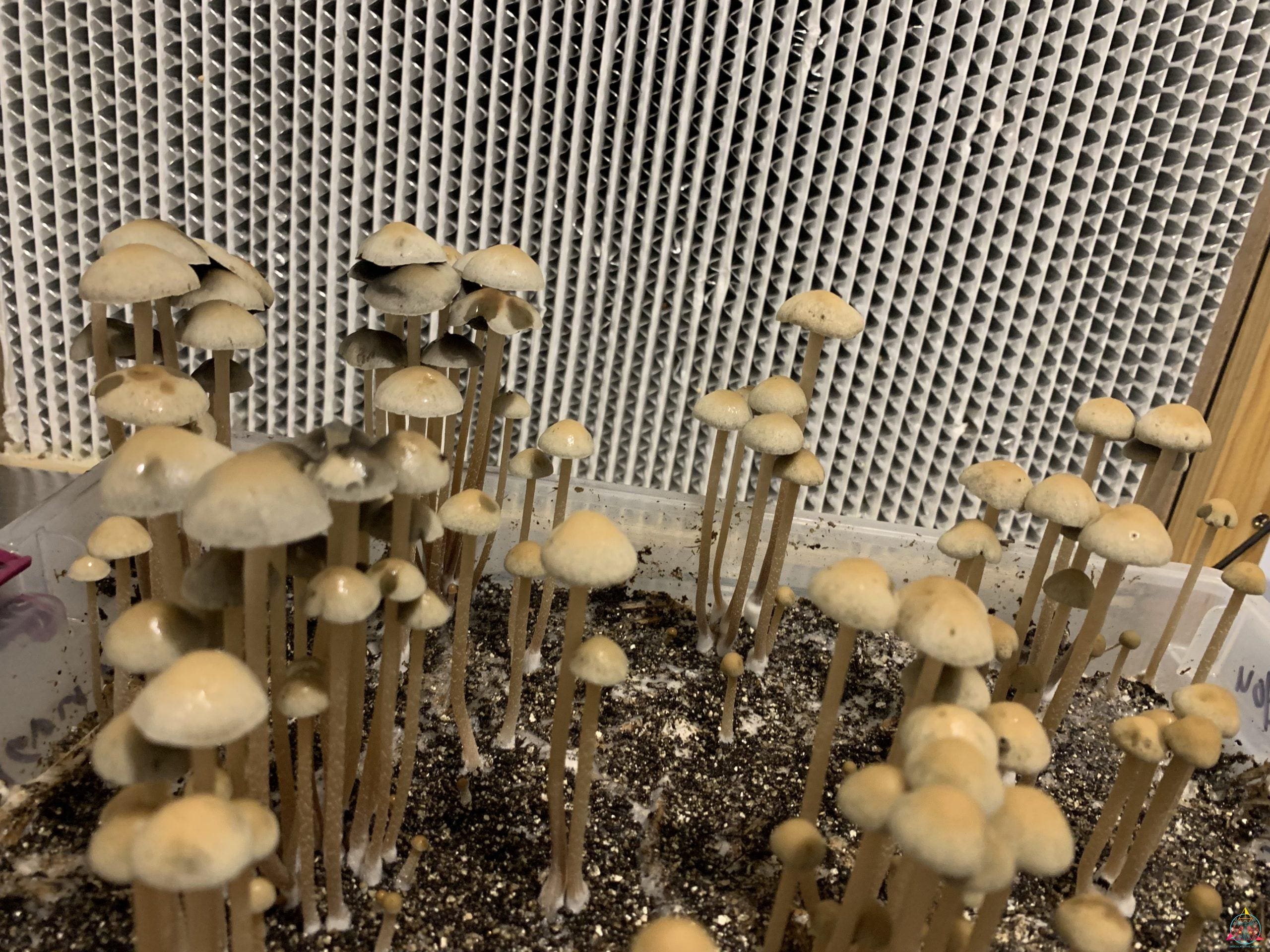 Panaeolus Cyanescens Bayou Spore Print - Image 3