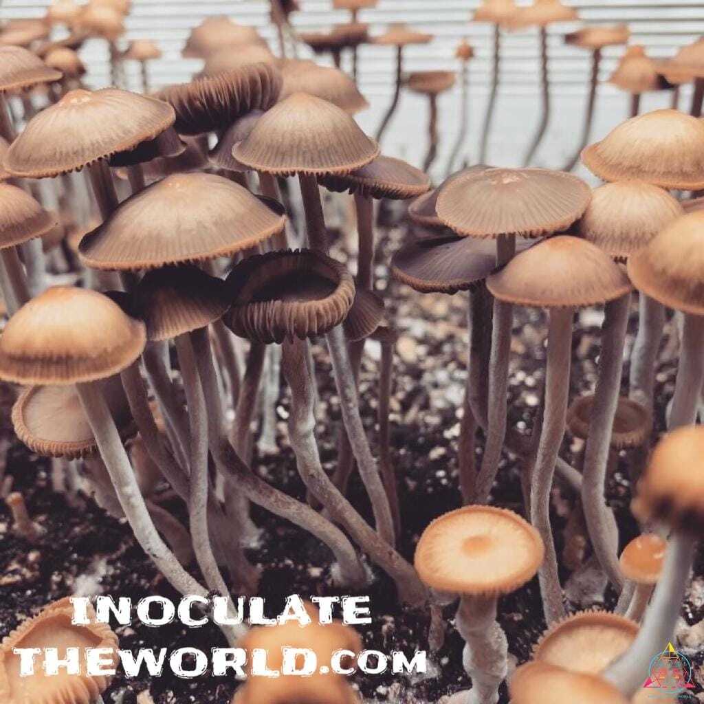 Psilocybe hoogshagenii var. convexa Spore Syringe - Image 6