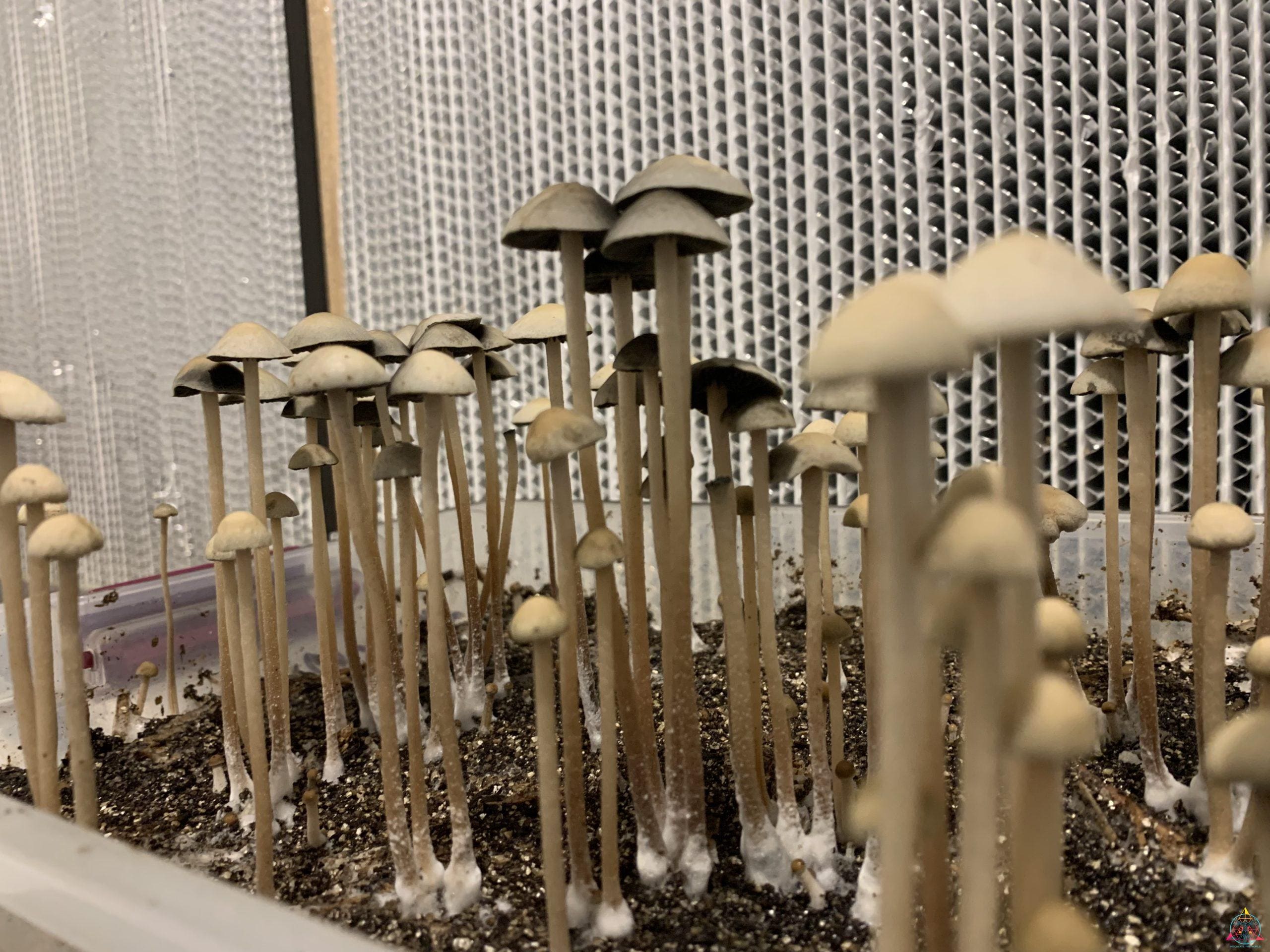 Panaeolus Cyanescens Bayou Spore Print - Image 4