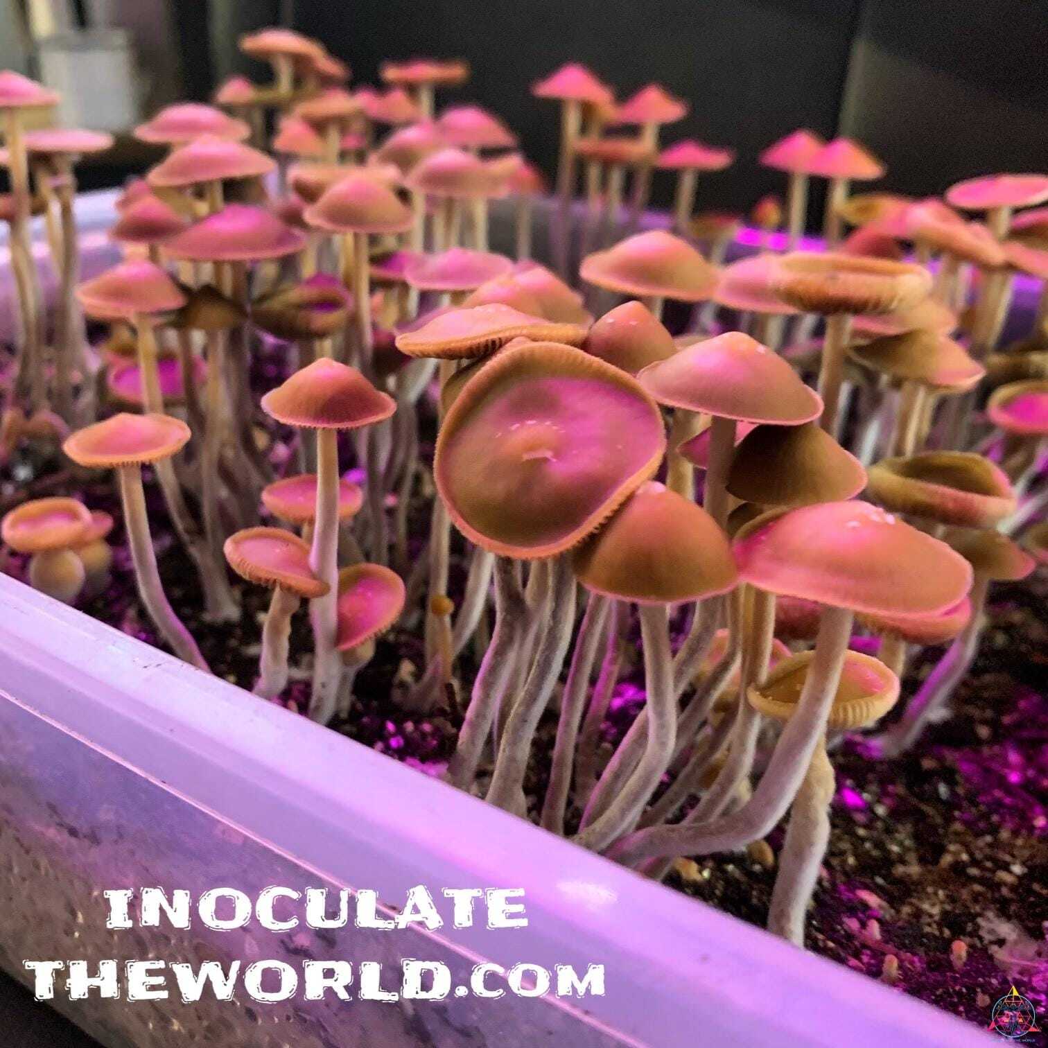 Psilocybe hoogshagenii var. convexa Spore Syringe