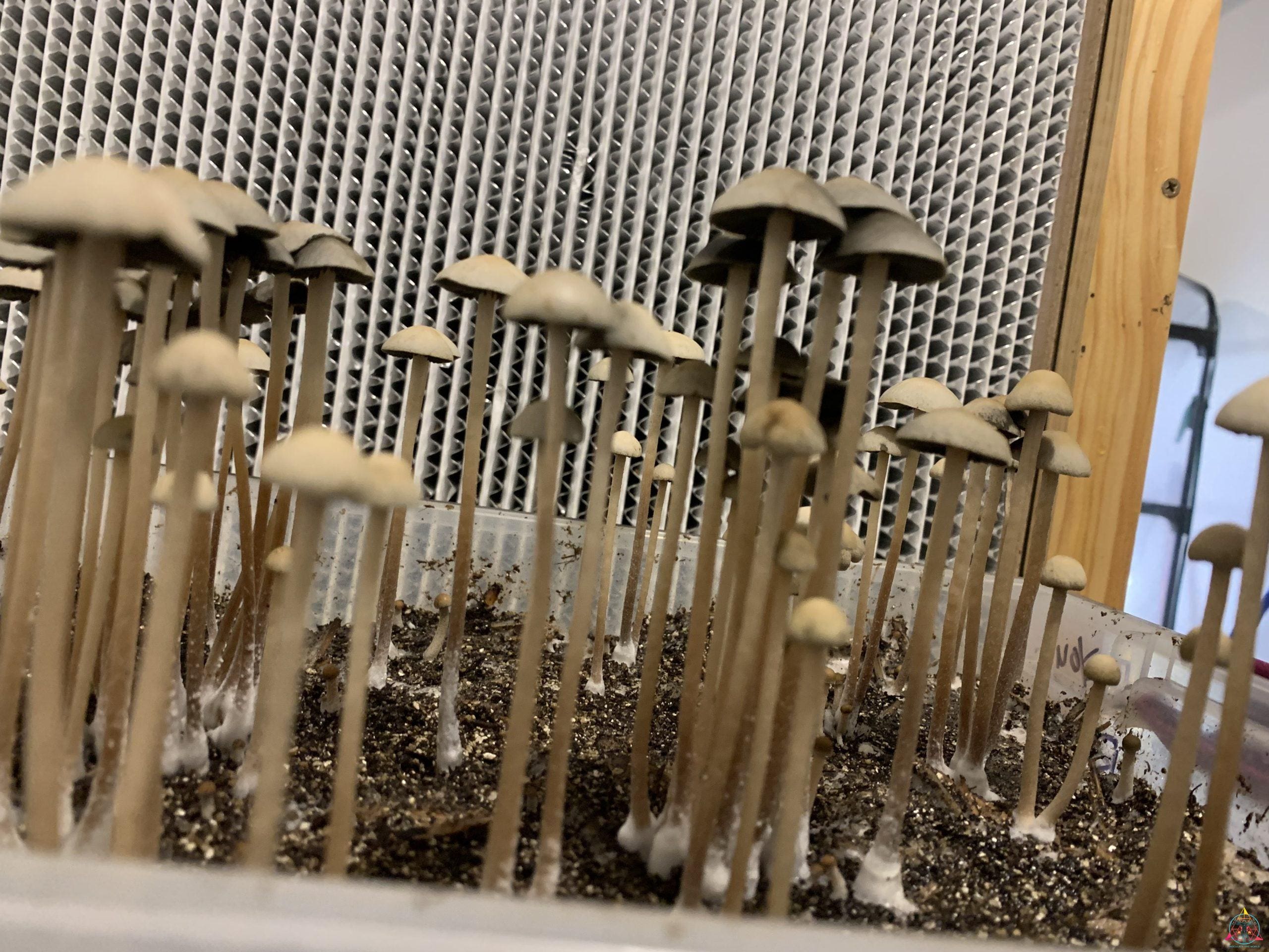 Panaeolus Cyanescens Bayou Spore Print