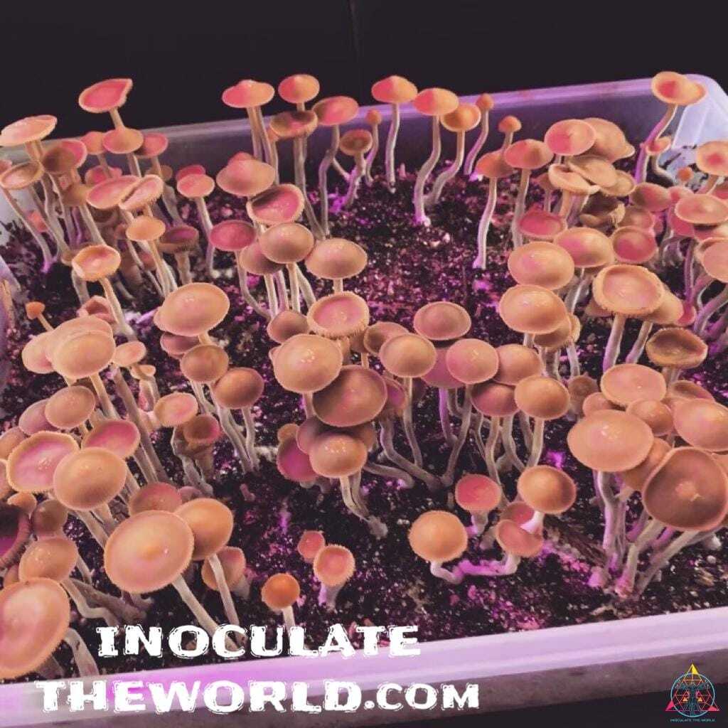 Psilocybe hoogshagenii var. convexa Spore Syringe - Image 2